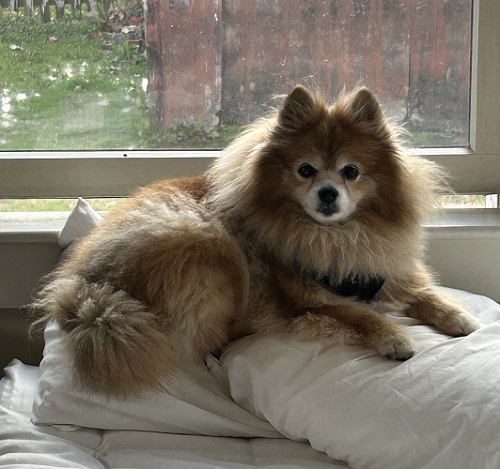 lulu on bed.jpg